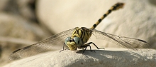 Libellula _ Onychogomphus forcipatus